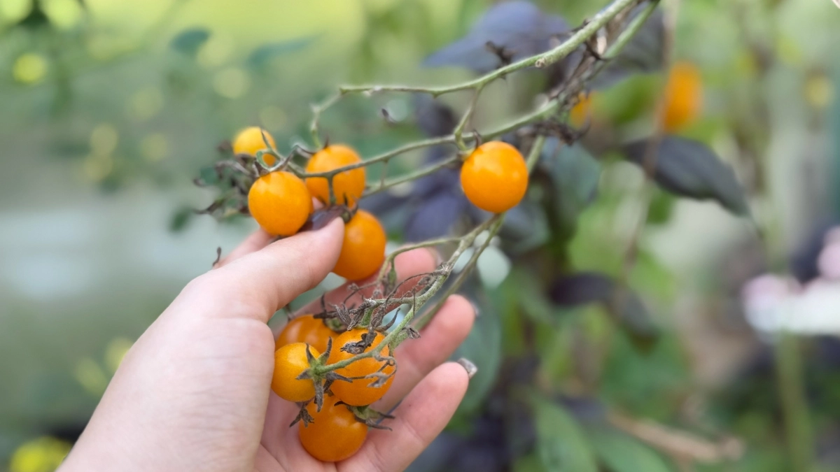 Овощи тоже "ссорятся": 7 сочетаний, которые нужно избегать в огороде - сажаю правильно и не нарадуюсь своей смекалке 