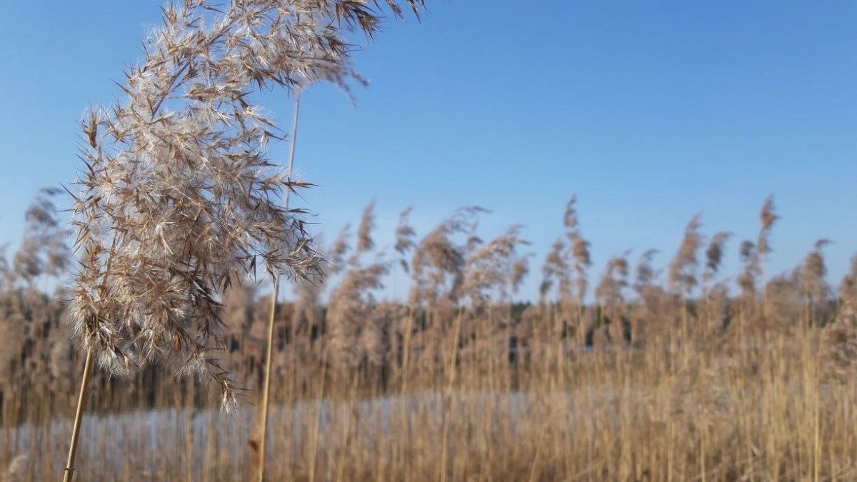 В Пензенской области специалисты Россельхознадзора проверили  использование земель сельхозназначения