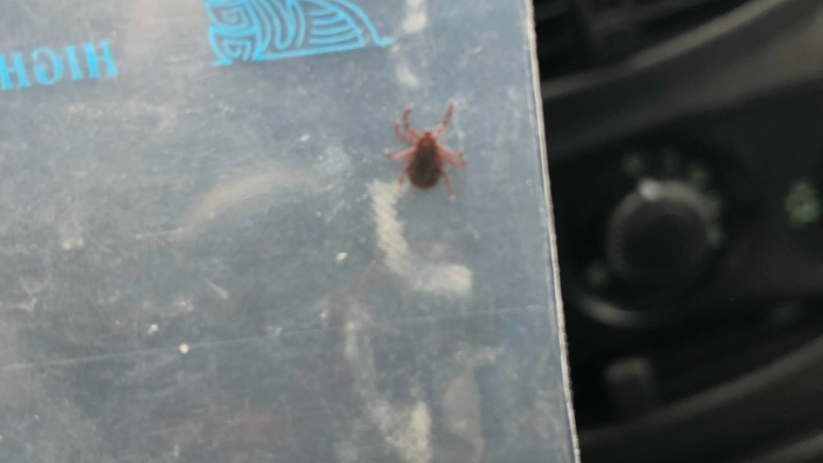 В Пензенской области дети страдают от укуса клещей