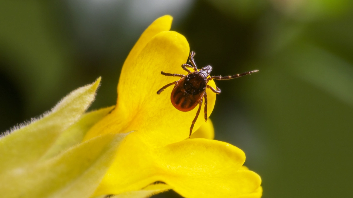 Самое верное средство от клещей: развожу 20 капель на 1 литр воды - обрабатываю участок в апреле и сплю спокойно