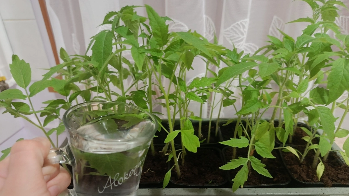 Для утолщения стебля томатам - обязательно: двойная подкормка, если рассада бледная и листья мелкие