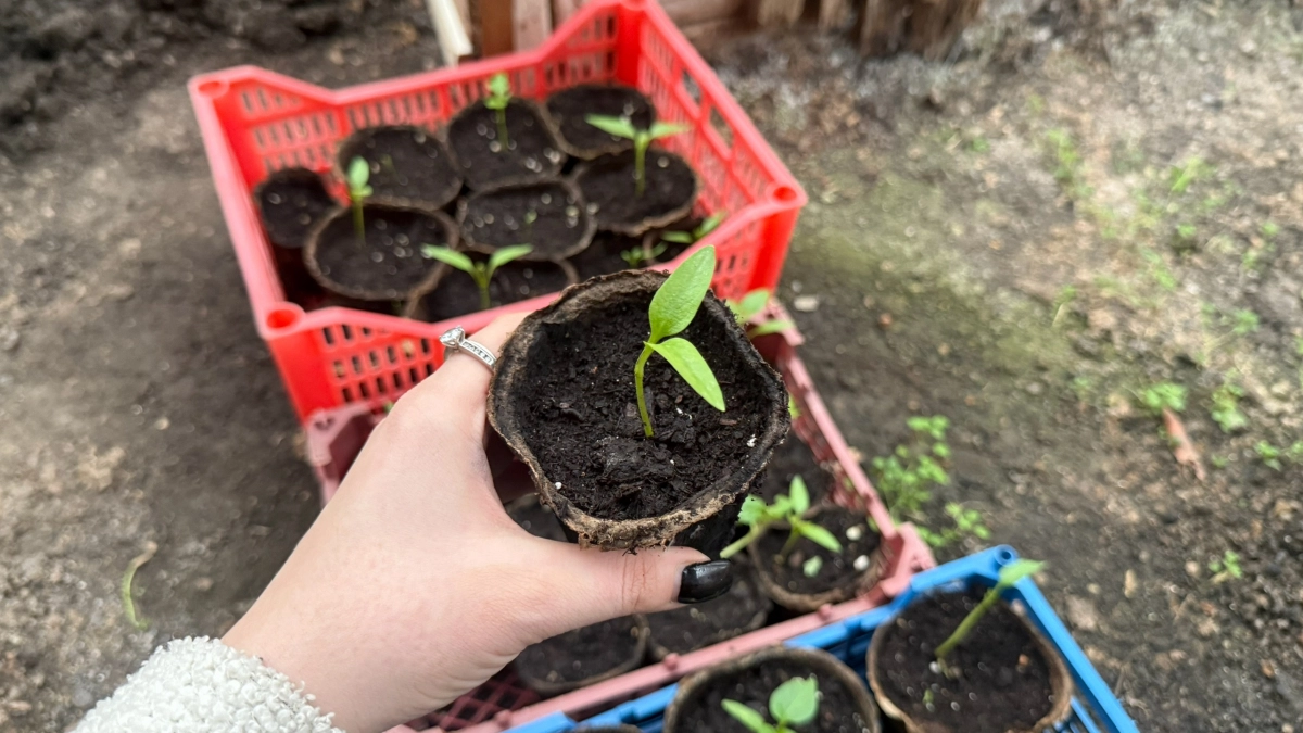 Завал мясистых плодов: кладу в лунку долгий завтрак для томатов и перцев - прикормка, которая кормит всё лето
