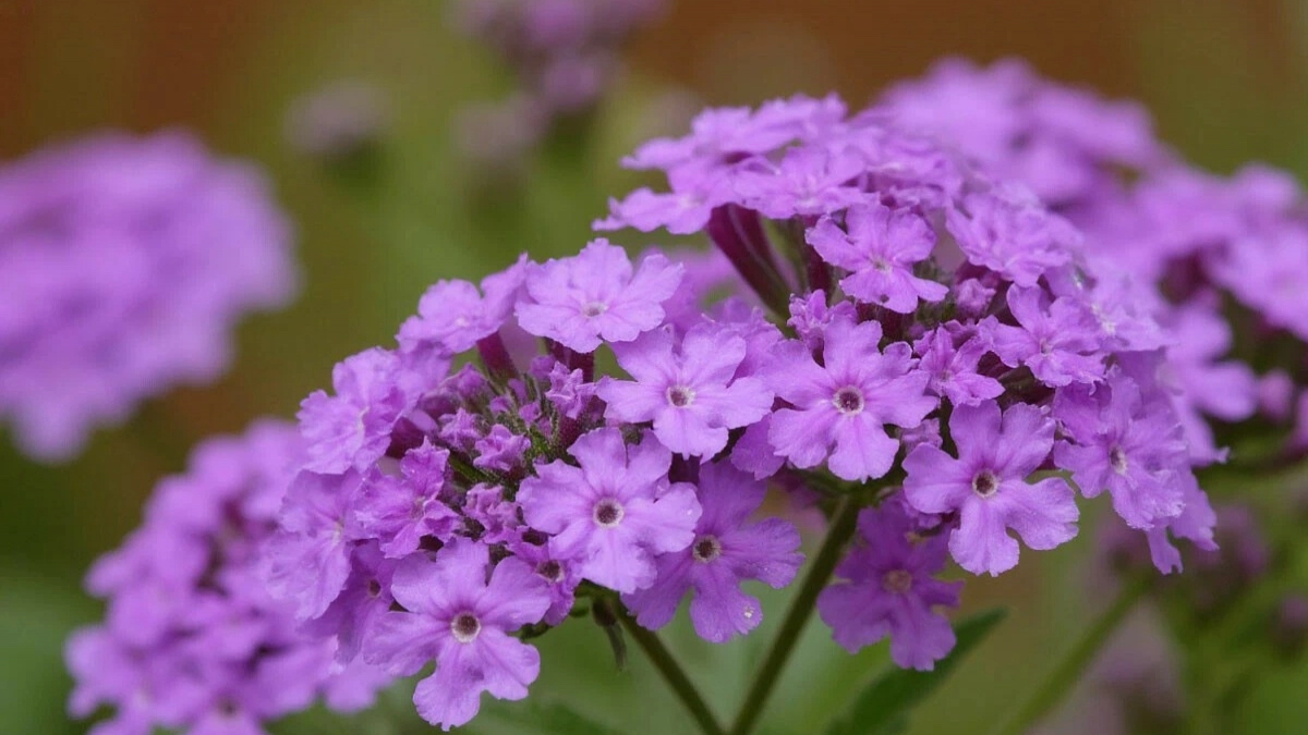 Самые малоуходные среди малоуходных: топ-5 цветущих многолетников – посадил и забыл