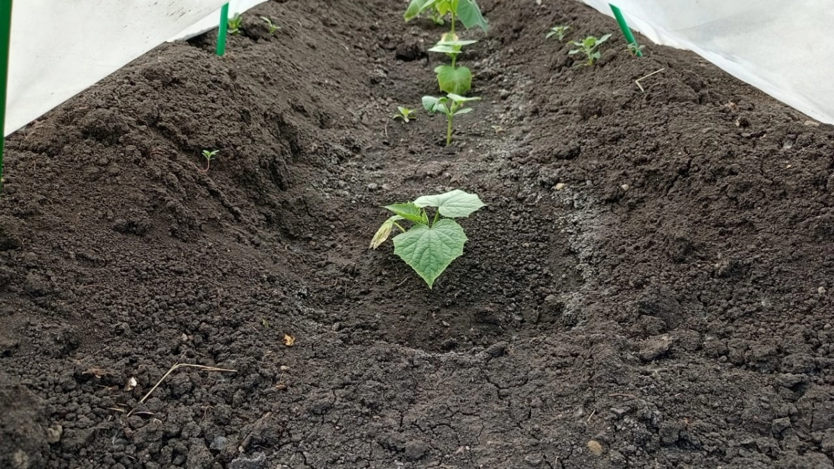 Ужа пора: что посадить в апреле прямо в грунт, не дожидаясь тепла