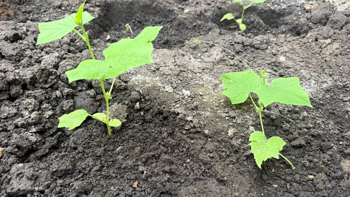 Мы всю жизнь сеяли их не вовремя — и огурец вытягивается, бледный и переросший: как безошибочно выбрать сроки посадки