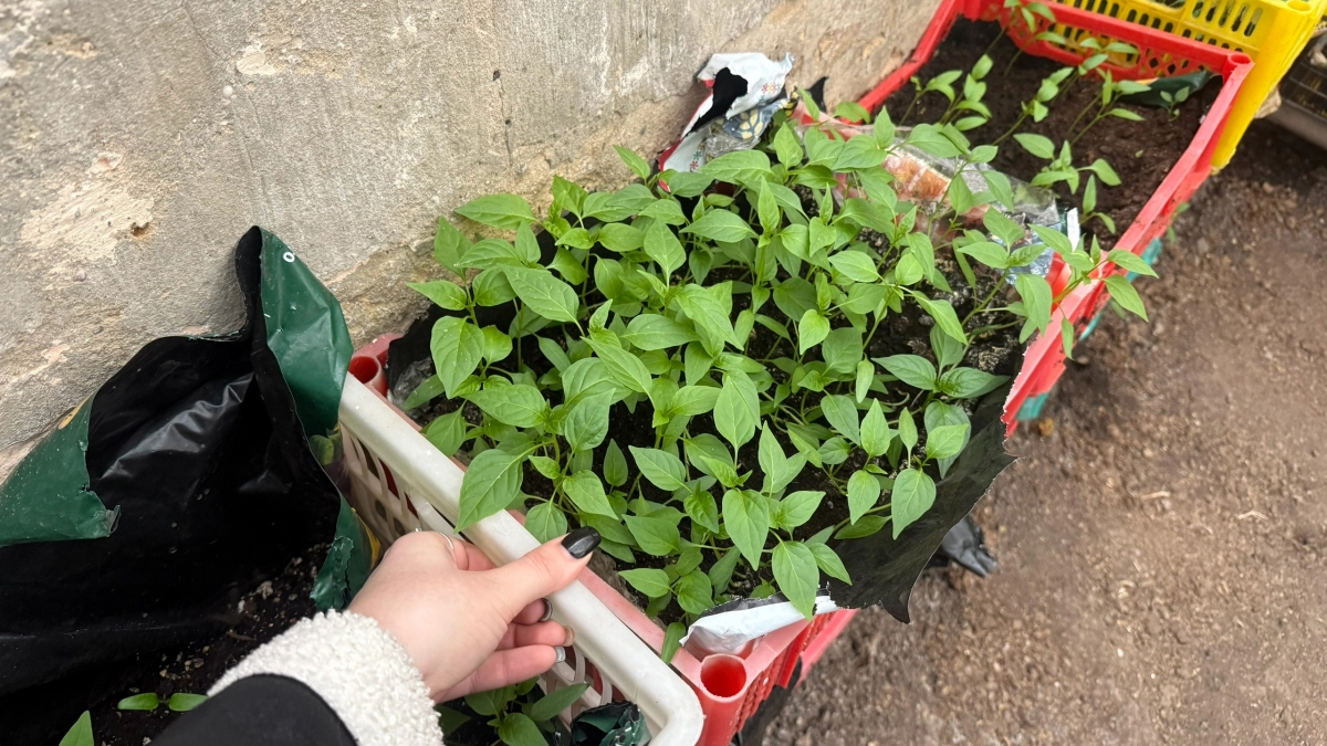 Сажаю перец в грунт и кладу в лунку одно и то же: 3 компонента, которые работают на практике — кто знает про них, всегда с урожаем