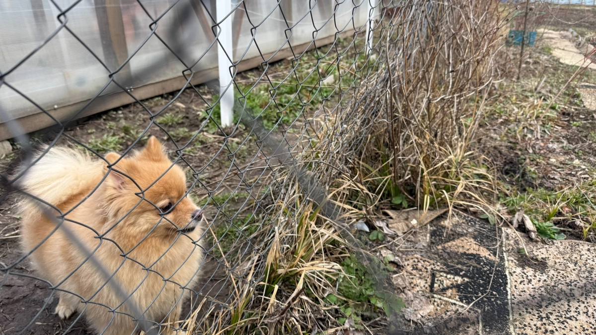 «Собачий лай» против права на тишину: пензенский суд взыскал компенсацию в споре соседей