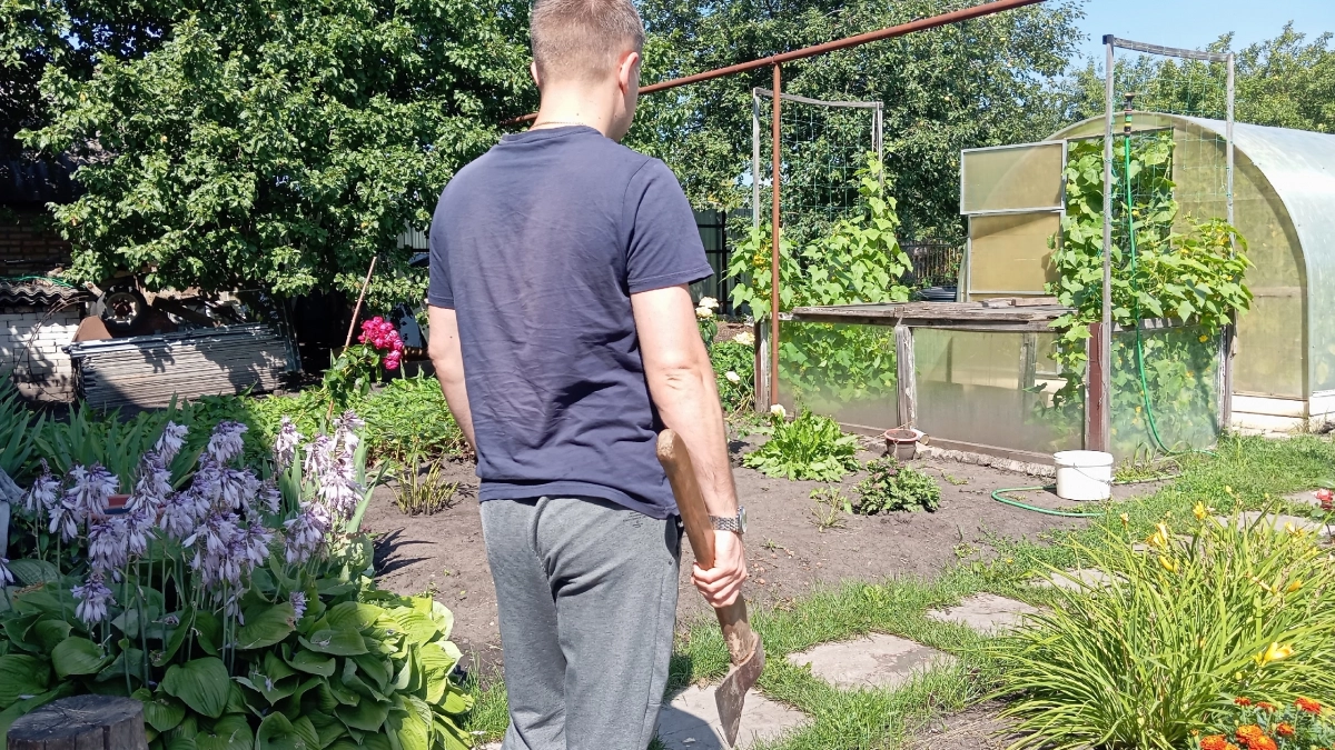 Распустились листья на этом дереве — сигнал, что земля готова к посадке картофеля: когда правильно сажать картошку весной 