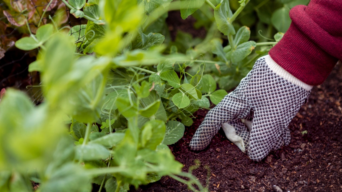 Посадите в уже апреле - какие овощи можно сеять в холодную землю: 8 культур для раннего посева
