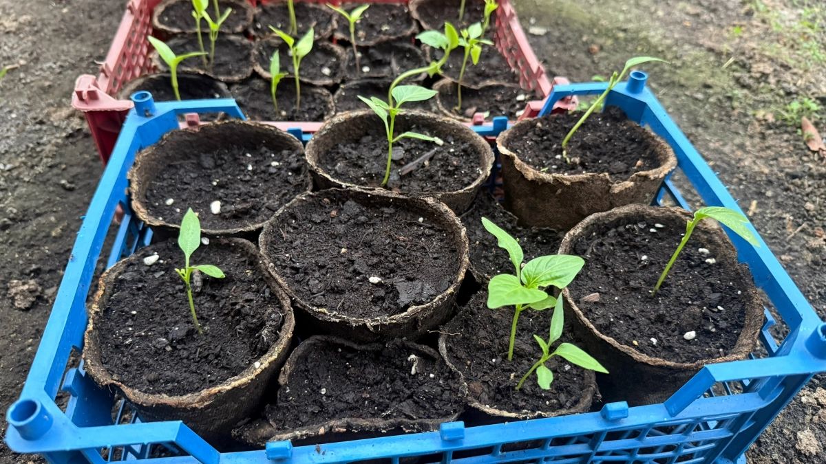 Перцу — важнее нет: 3 золотых правила на утолщение стебля и укрупнения листа — без подкормок и досвечивания растет как на дрожжах