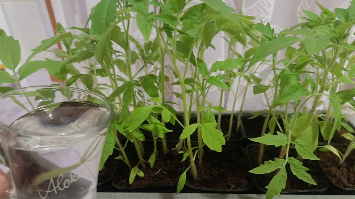 Вторая подкормка томатов - кто знает про нее, всегда с мощной рассадой: чайная ложка для роста корней и крепкого стебля 