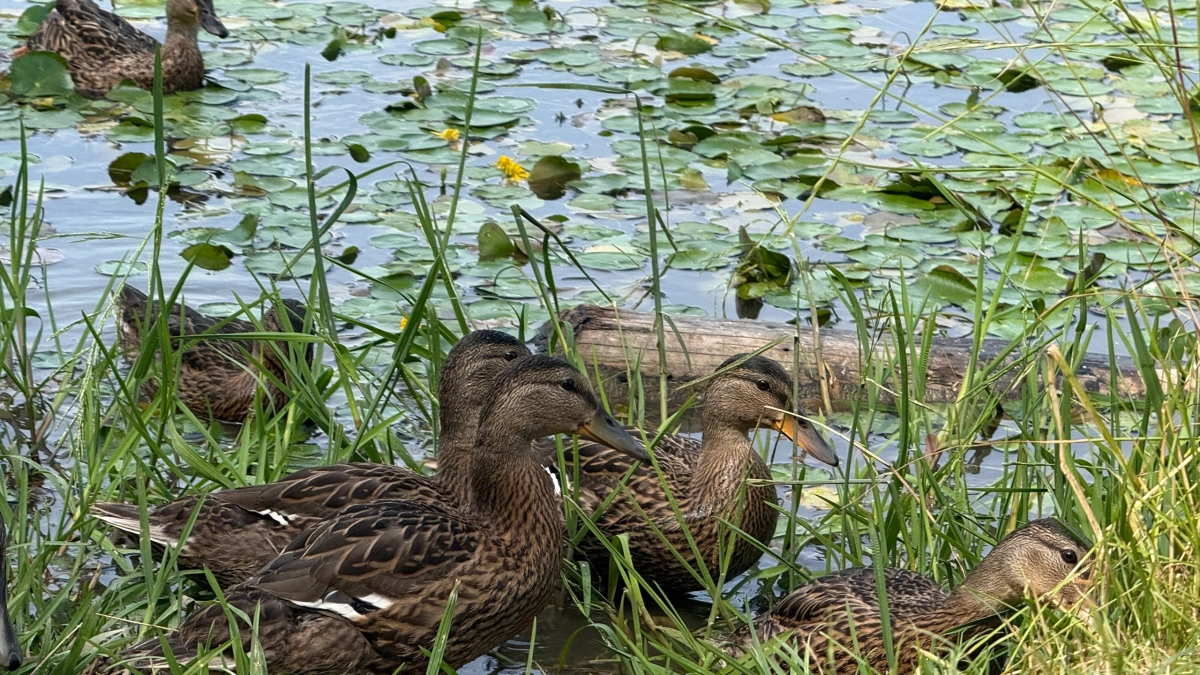 В Пензенской области готовят новые правила охоты