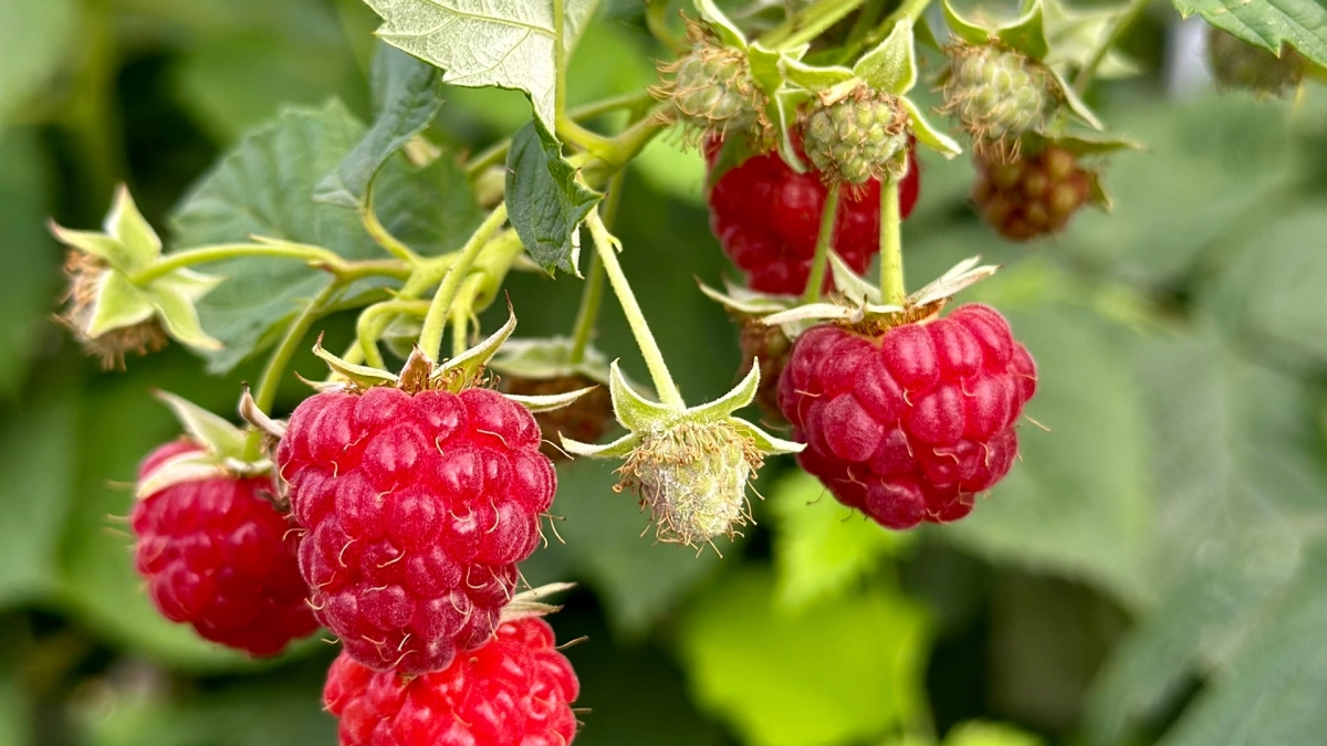 После одной весенней хитрости - малина даёт урожай ведрами: соседи будут шептаться, что ваши кусты волшебные