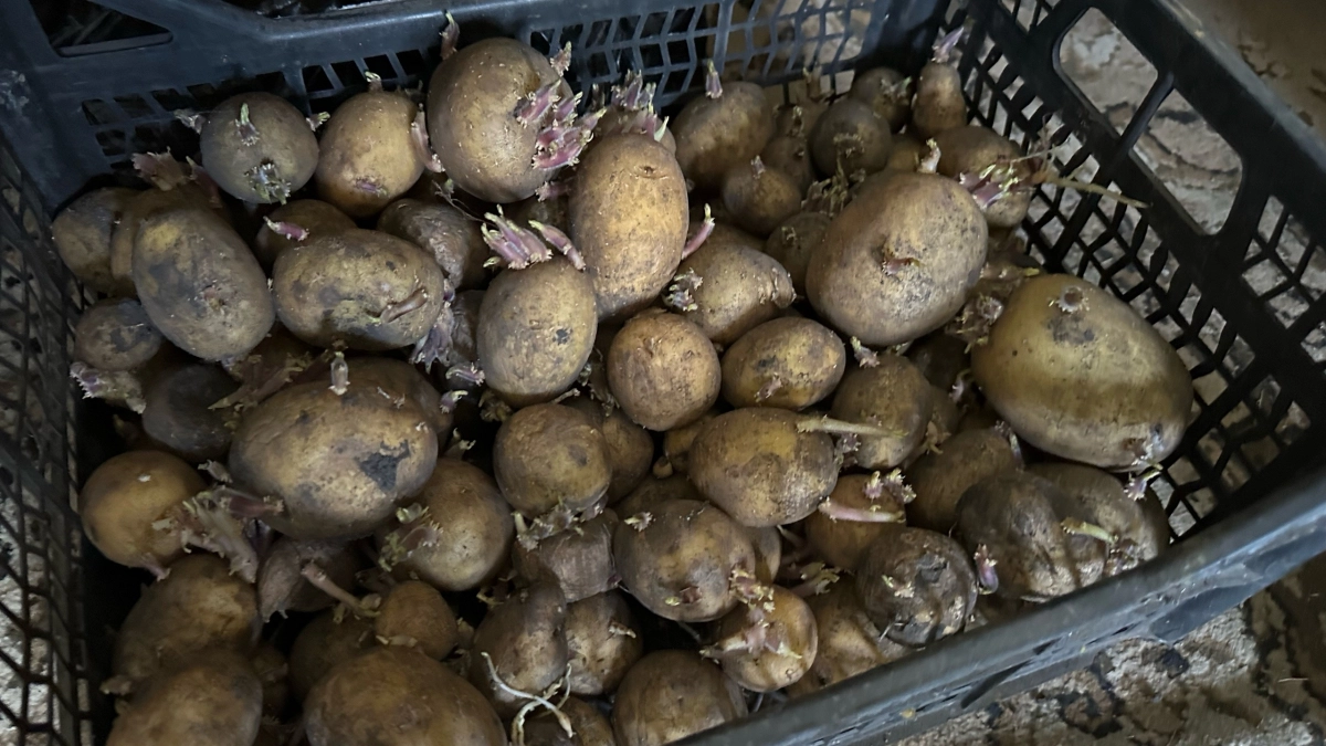 В темноте или на свету: как нужно проращивать картошку - чтобы урожайность повысилась ровно в 3 раза 