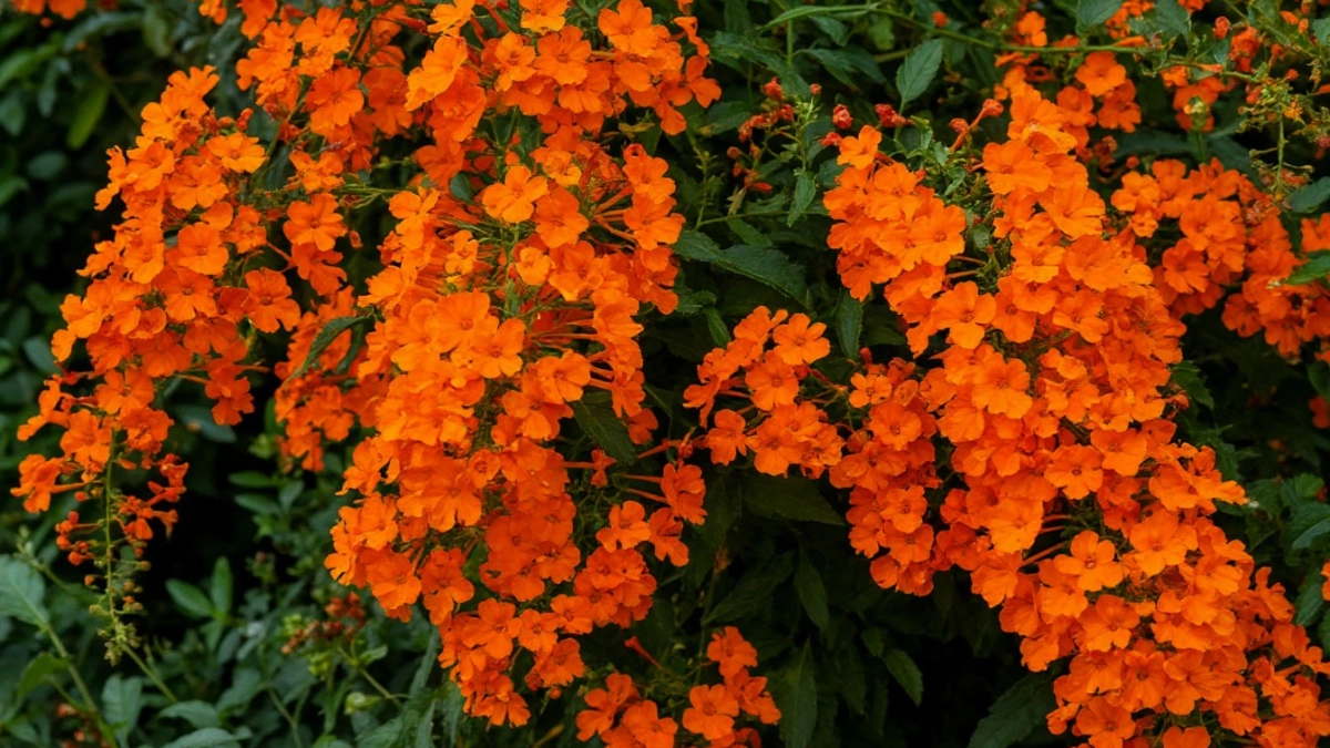 Многолетник слёзы Марии украсил весь участок: красивый, цветет ярко-оранжевыми цветками и растёт почти сам