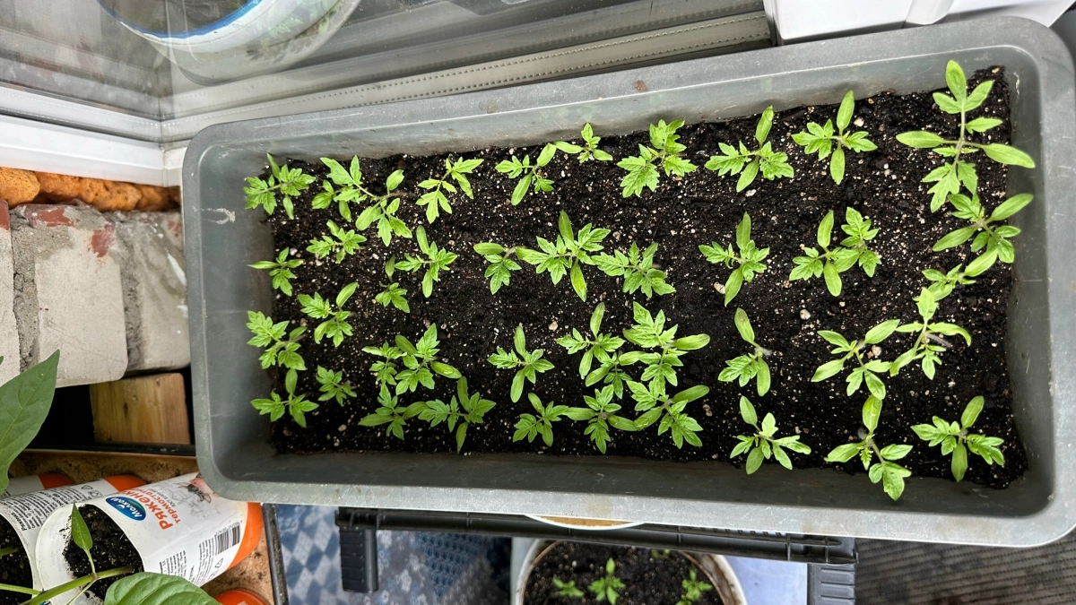 После 25 апреля рассаде - нужнее кислорода: 1 ампула под корень - и перцы как зеленые качки, мощные и коренастые 