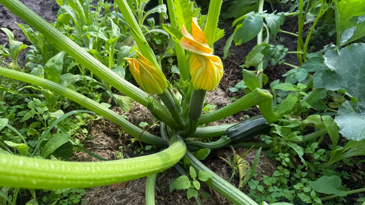 Кабачки прут от этого «коктейля» — плодоносят, как ненормальные: простая подкормка из 3 ингредиентов