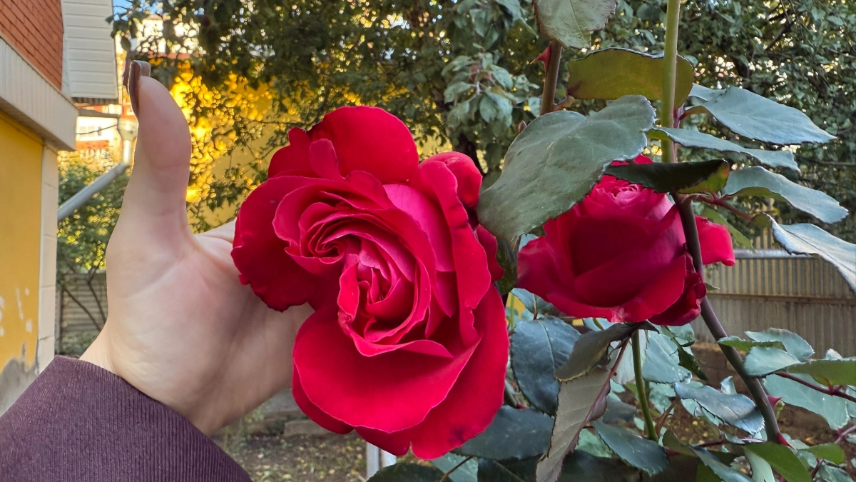 Перестала тратиться на удобрения для роз: добавляю в воду обычную кожуру — и цветут до самых морозов