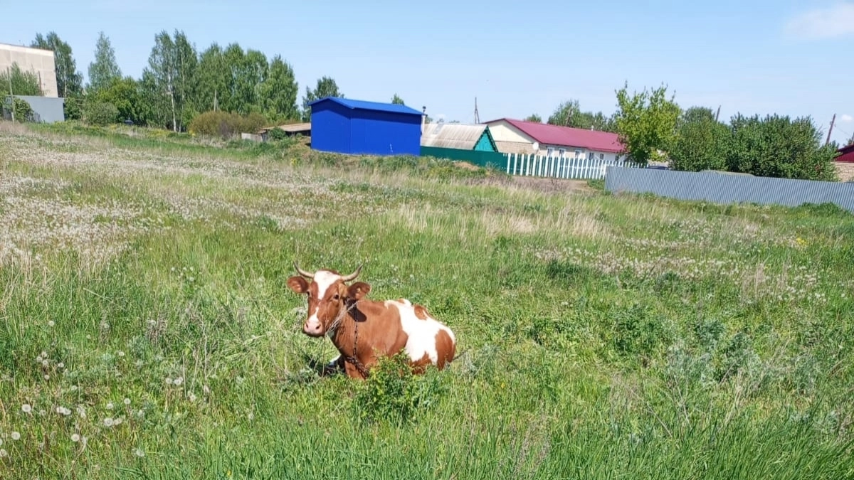В Лопатинском районе стабилизировали ситуацию с болезнью скота