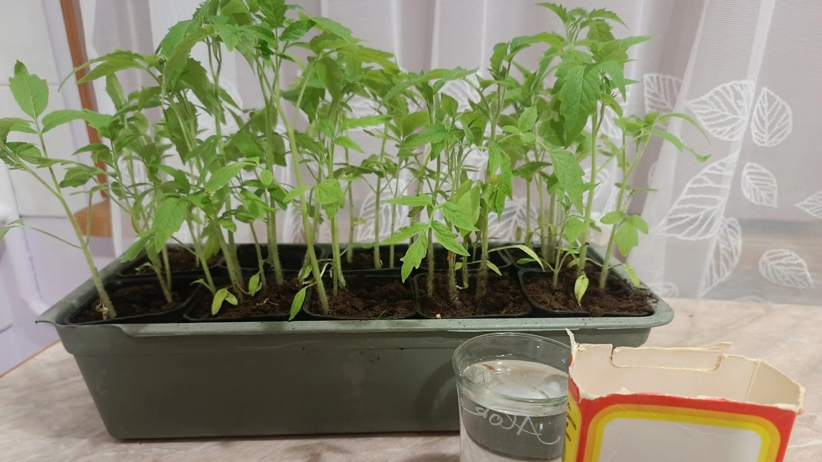 Золотое правило подкормки томатов - кто его знает, всегда с мощной рассадой: растет как на дрожжах и не тянется