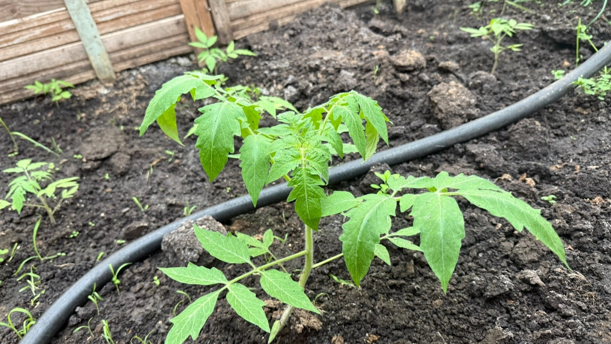 1 ложка в лунку при высадке рассады томатов в мае: добавляю это средство и всегда с большим урожаем