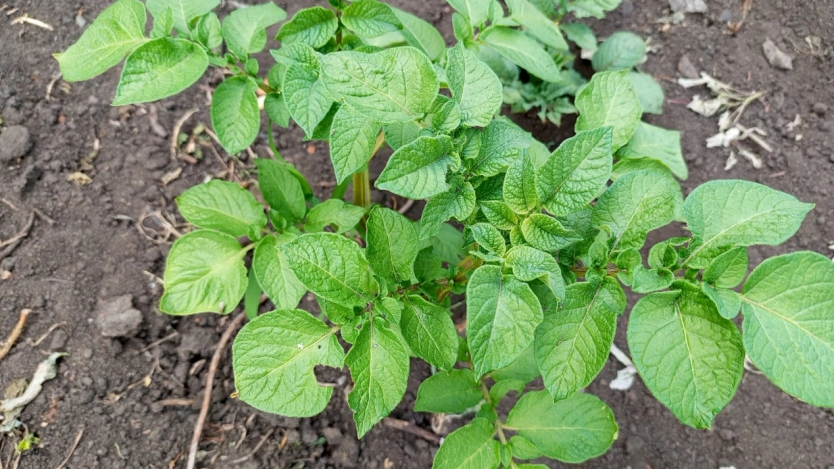 Заправка лунок с картошкой на урожай - 3 добавки для мощного куста, зеленого листа и крупных клубней