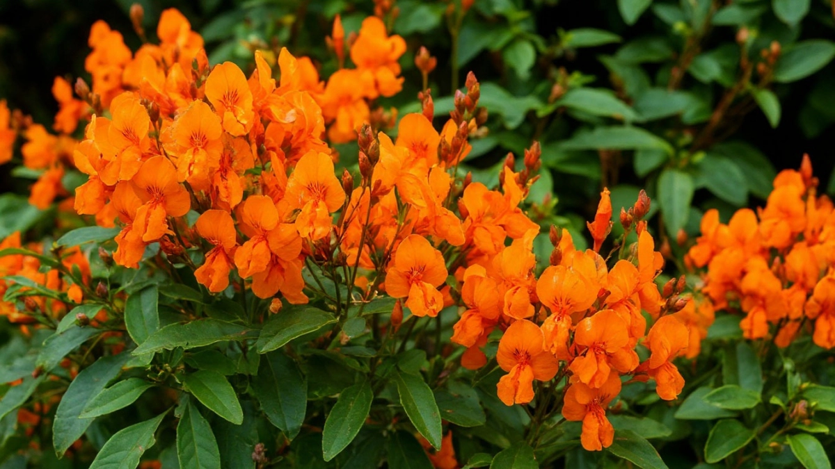 Многолетник слёзы Марии украсил весь участок: красивый, цветет ярко-оранжевыми цветками и растёт почти сам