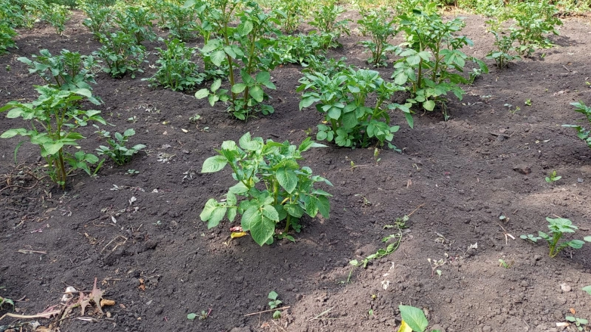 Картошки наросло немерено — в погреб не влезает: жменька в лунку — и урожая с сотки как с целого гектара