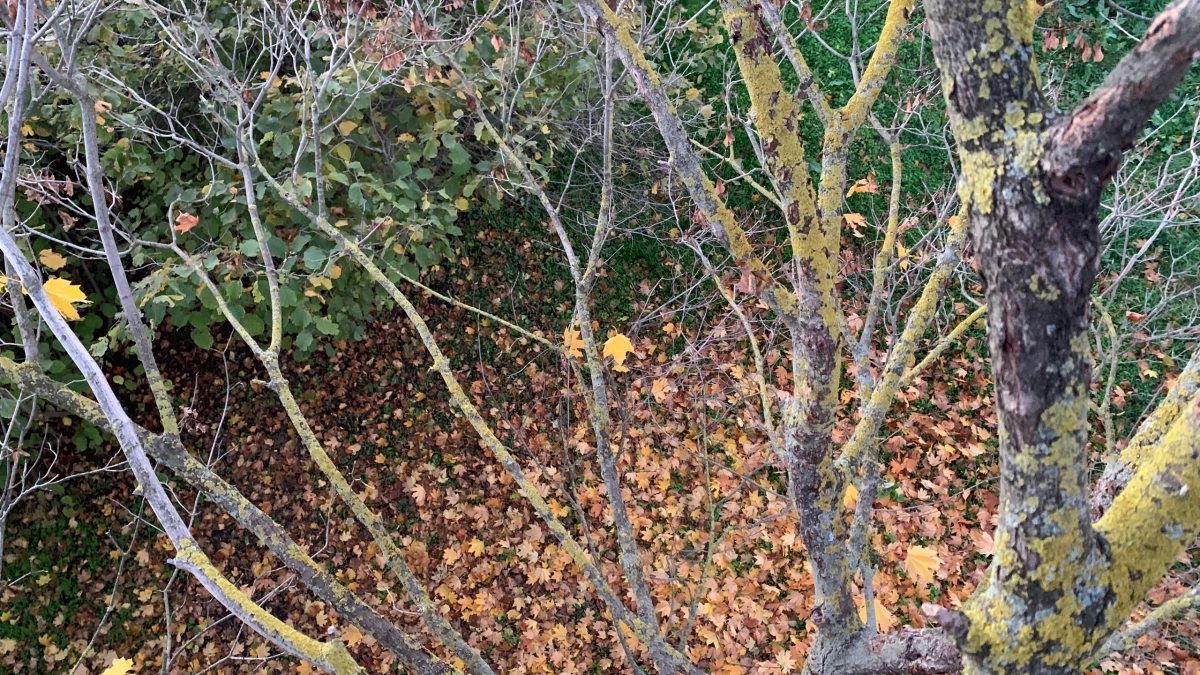 В Пензенской области введён режим чрезвычайной ситуации в связи с гибелью сельскохозяйственных посевов