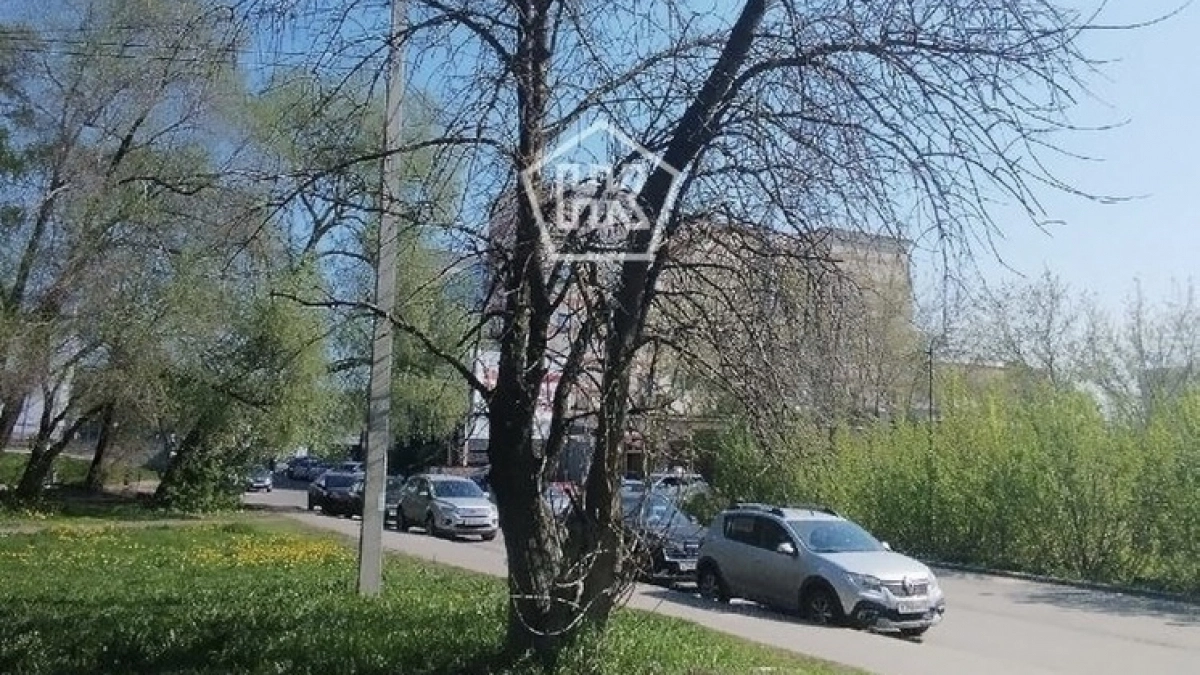 Пензенцы просят убрать опасные сухие деревья на ул. Рахманинова