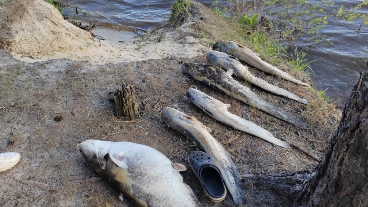 Пензенцы связывают массовую гибель рыбы на Сурском водохранилище и Узе с выбросом химикатов 