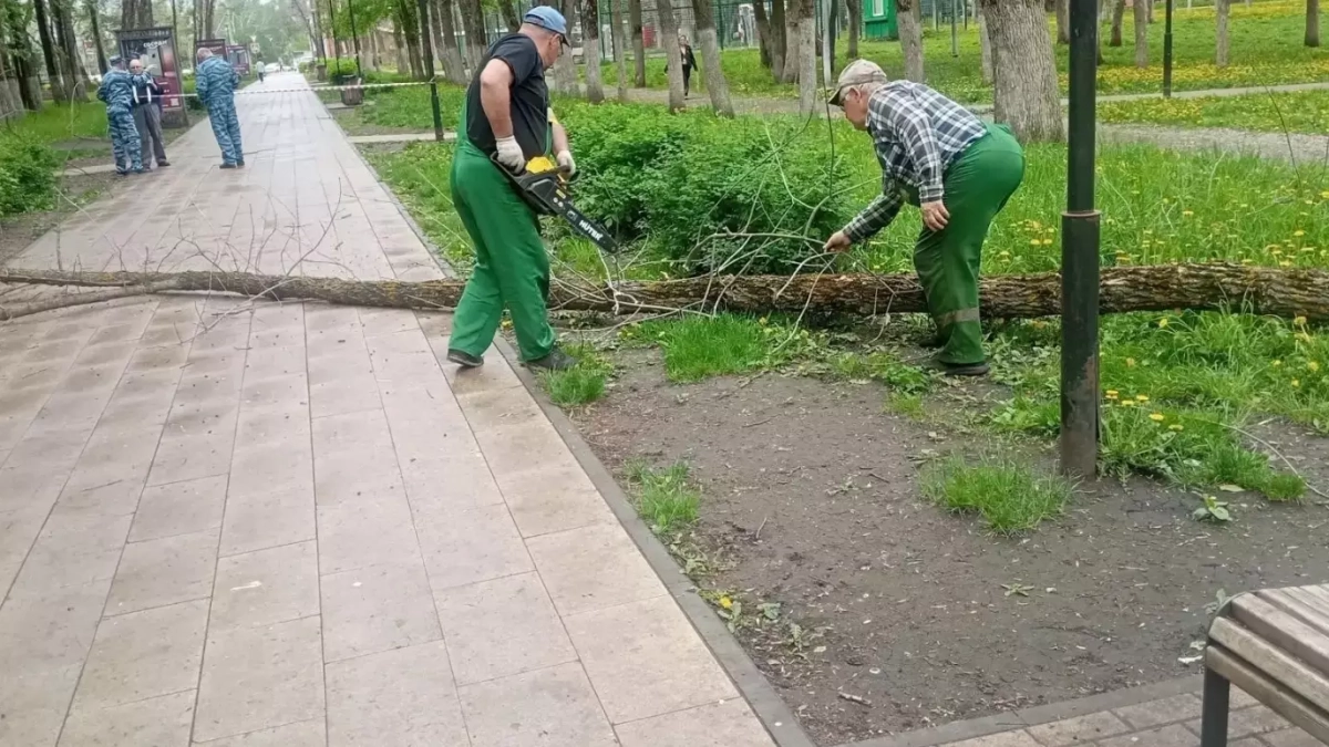 В микрорайоне Арбеково спилили потенционально опасные деревья 