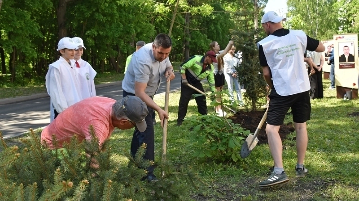 Аллея Памяти в Пензе: новая жизнь после санитарной рубки