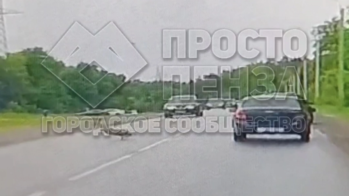 На дублере улицы Окружной сбили косулю