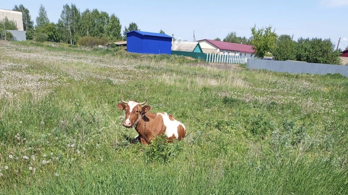 Пензенская область попала в тройку лучших по животноводству