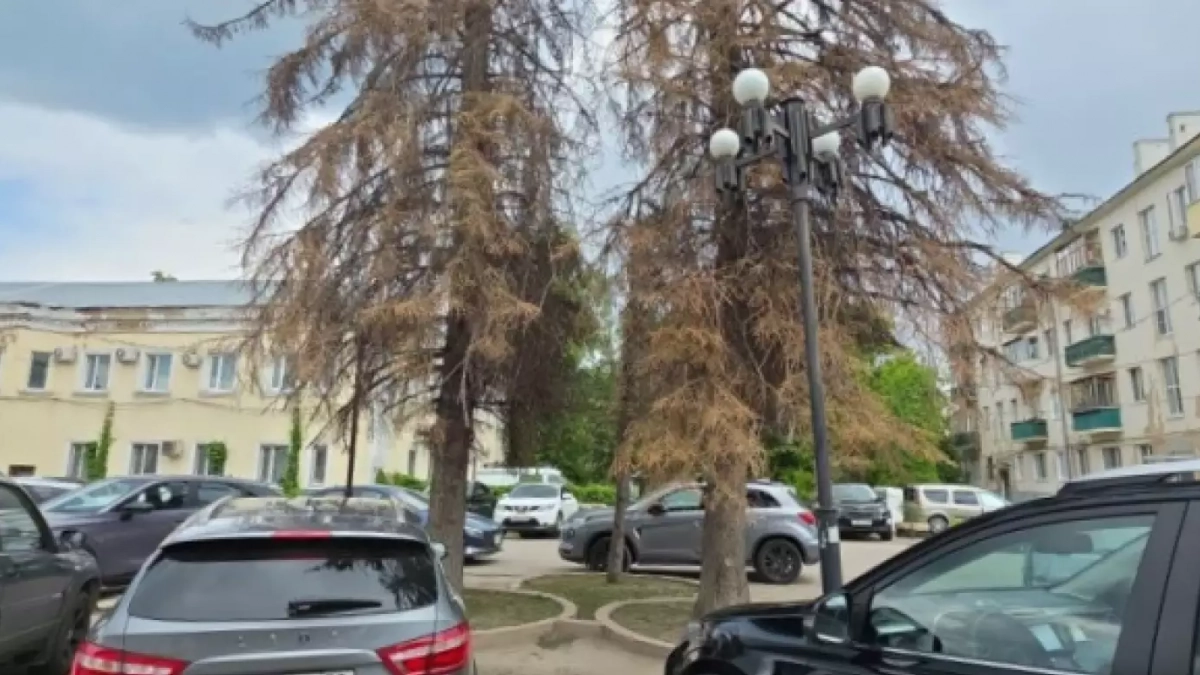 На улице Суворова планируется вырубка пяти деревьев 