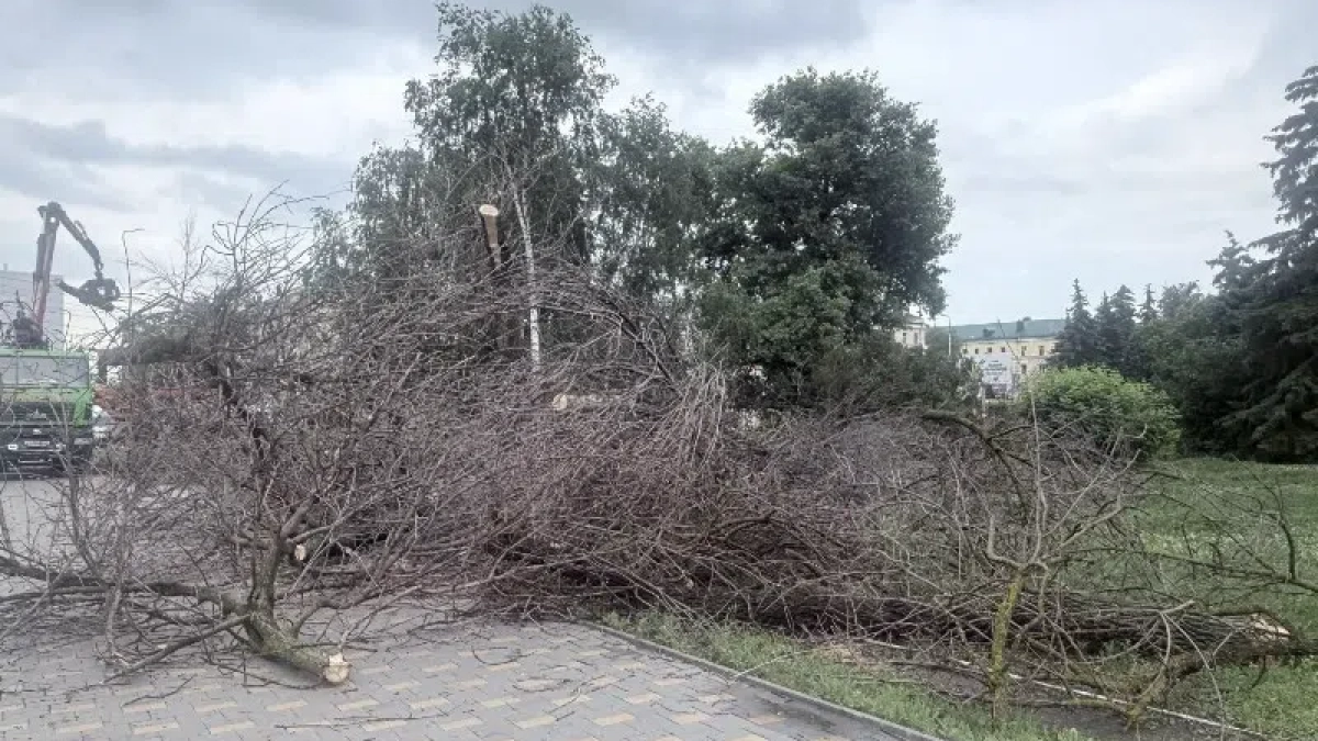 В Пензе начали вырубать зараженные деревья на пересечении улицу  Плеханова и Суворова