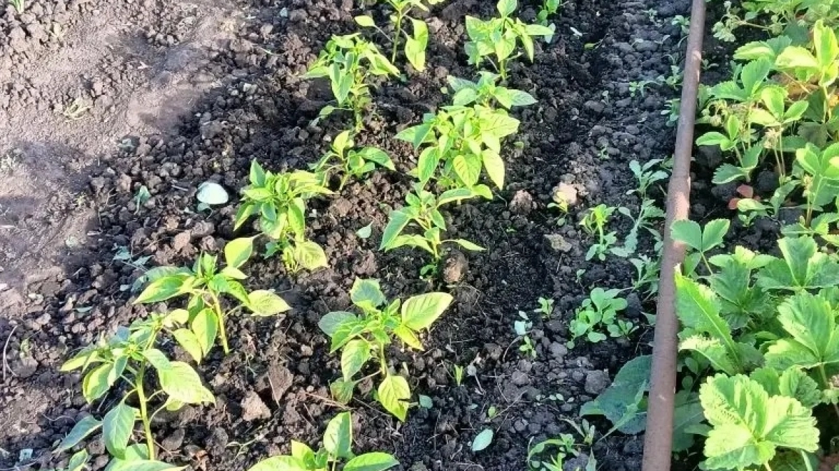 Когда перцы зацвели, вносим эти подкормки: кусты сформируют больше завязи и дадут обильный урожай без вершинной гнили