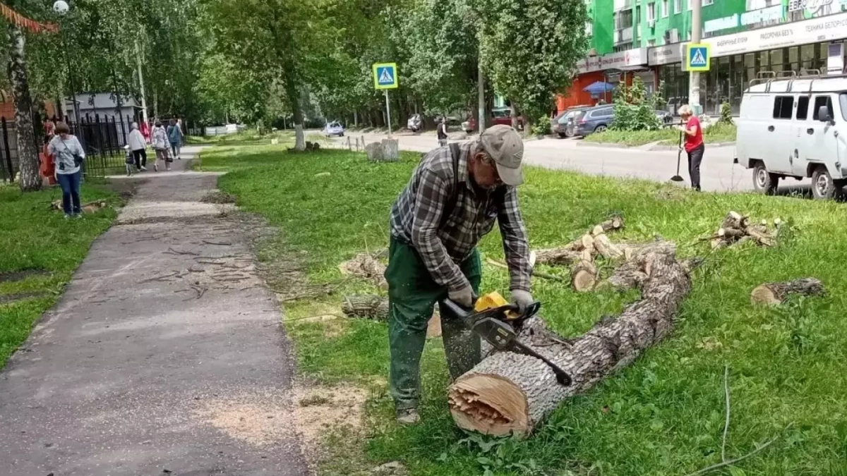 В Детском парке ликвидировали зараженные деревья