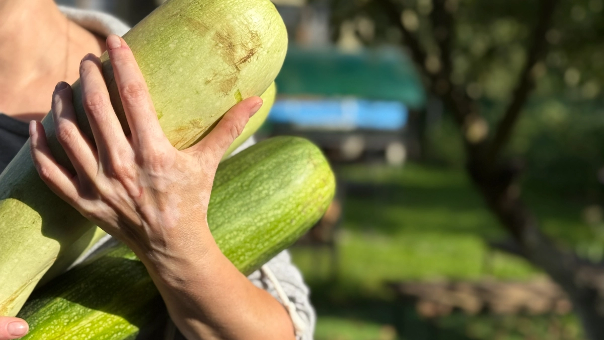 Не чищу кожуру и не вырезаю семена: самый ленивый и вкусный способ переработать гору кабачков на зиму