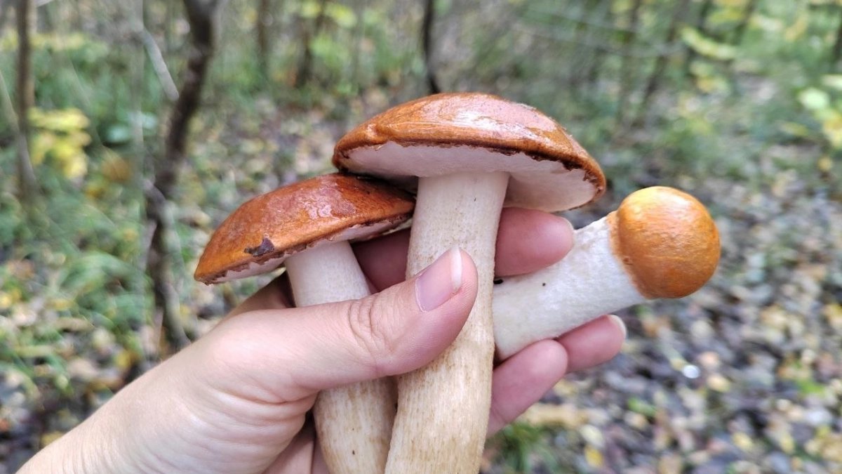 Пензенцы нашли место, где растет целая поляна лисичек и белых грибов