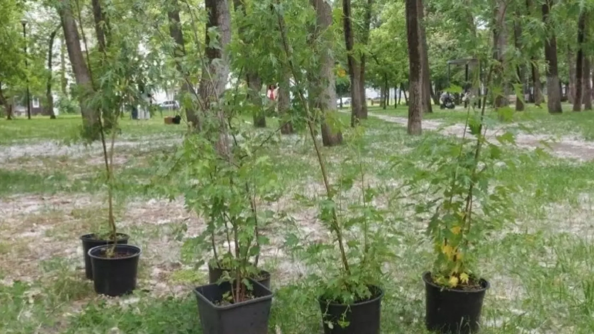 В пензенском парке на ул. Кронштадской высадили 15 новых деревьев 