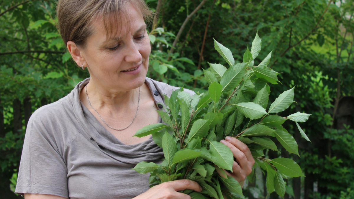 Зачем ушлые дачники запасают вишневые листья на зиму: попробовала и теперь так делаю каждый год