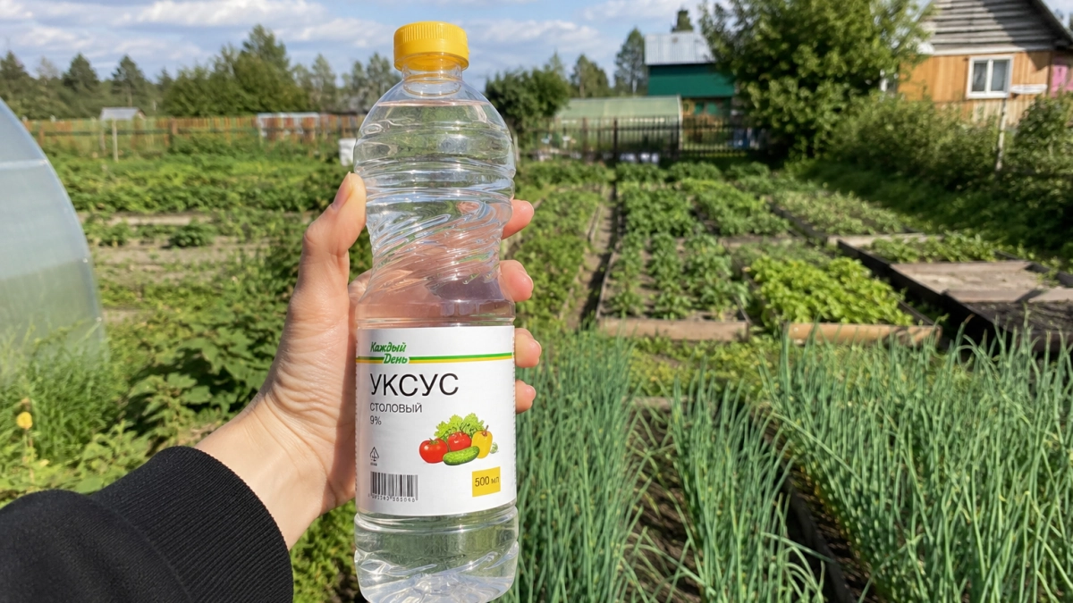 Скупаю весь уксус в магазине — и урожай радует до глубокой осени: 5 рецептов подкормок для роста и защиты овощей