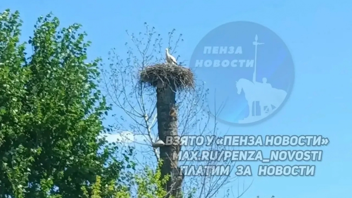 Трогательное семейство аистов в гнезде засняли жители Каменского района
