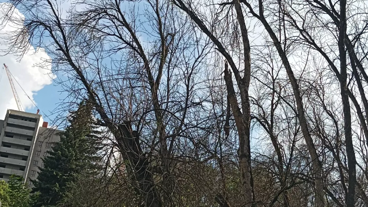 Гибель деревьев в Комсомольском парке растянулась год