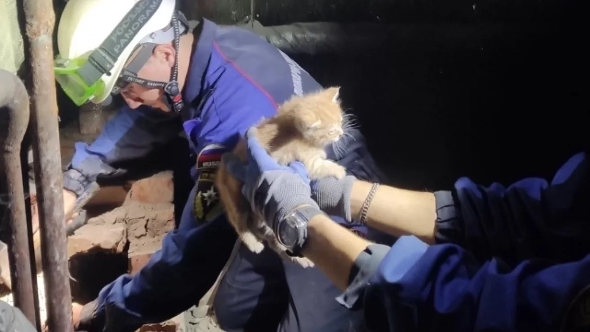В Пензе спасали котенка из смертельной оконной ловушки