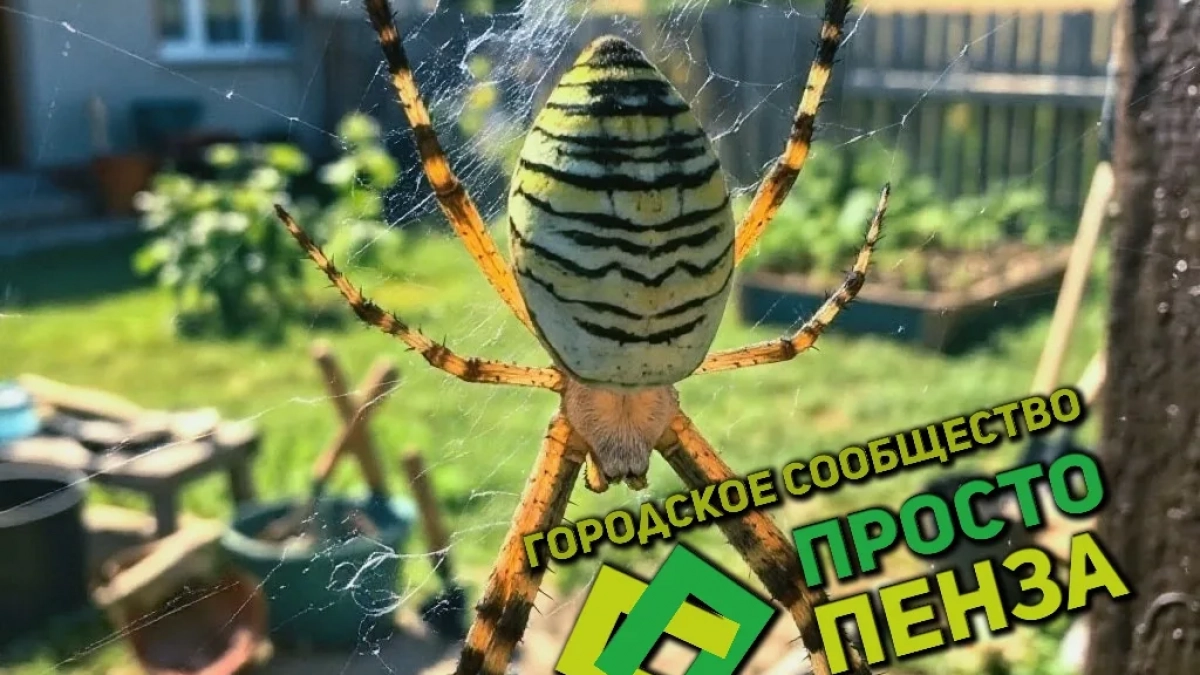 Гигант из сада: в Пензенской области заметили эффектного паука-осу