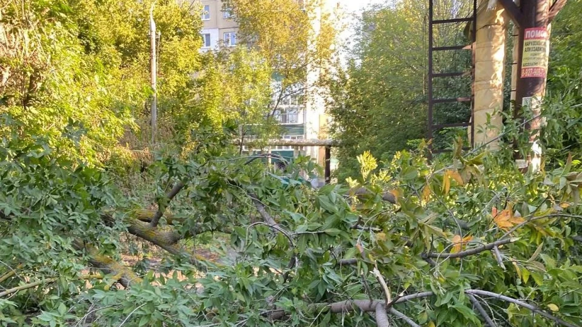 На проспекте Строителей сломанное дерево целиком перекрыло дорогу