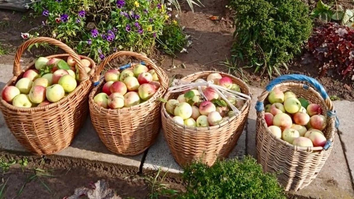 Пензенский кардиолог назвала пять продуктов для поддержания здоровья сердца и сосудов